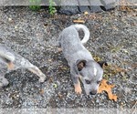 Small Photo #1 Australian Cattle Dog Puppy For Sale in TOWNSEND, DE, USA