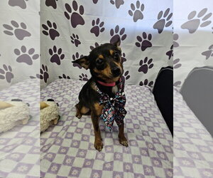 Rat Terrier-Unknown Mix Dogs for adoption in Metairie, LA, USA