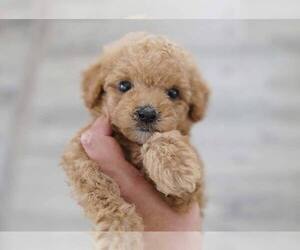 Poodle (Miniature) Puppy for sale in FULLERTON, CA, USA