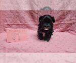 Small #6 Maltipoo
