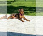 Small #10 Doberman Pinscher