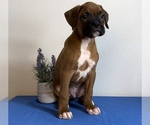 Small Photo #2 Boxer Puppy For Sale in FRANKLIN, IN, USA