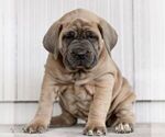 Small Cane Corso