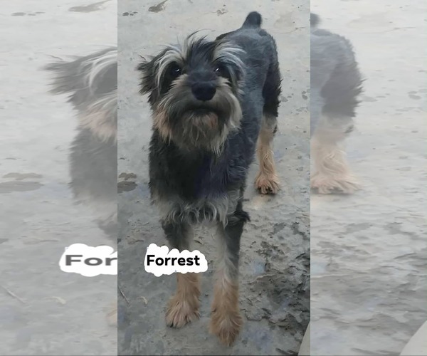 Medium Photo #1 Mutt Puppy For Sale in Minneapolis, MN, USA