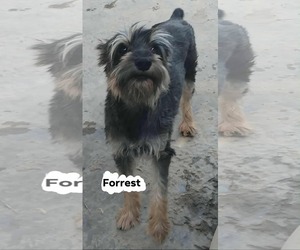 Mutt Dogs for adoption in Minneapolis, MN, USA