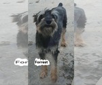 Small Mutt