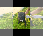 Small Photo #5 American Bully Puppy For Sale in TOLEDO, OH, USA