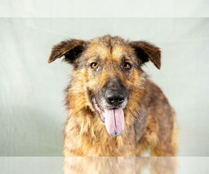 Mutt Dogs for adoption in Rowlett, TX, USA
