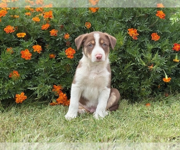 Medium Photo #2 Border Collie-Bordoodle Mix Puppy For Sale in AMES, IA, USA