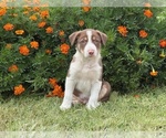 Small #1 Border Collie-Bordoodle Mix