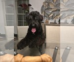 Kuma - Female - Mix Dog for Adoption - Small photo