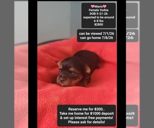 Yorkshire Terrier Puppy for sale in TUCSON, AZ, USA