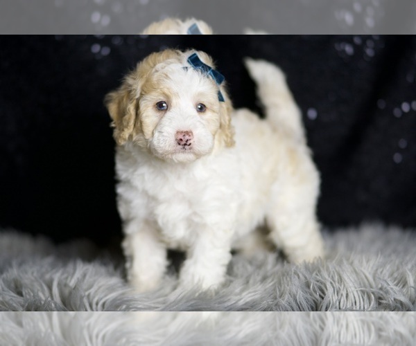 Medium Photo #36 Maltipoo Puppy For Sale in WARSAW, IN, USA