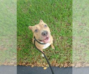 American Staffordshire Terrier Dogs for adoption in Fort Lauderdale, FL, USA