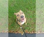 *BASIL - Female American Staffordshire Terrier Dog for Adoption - Small photo