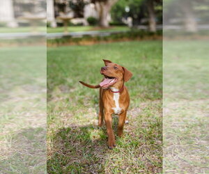 Hank - Male Mutt Dog for Adoption - Photo #4