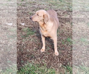 Mother of the Labrador Retriever puppies born on 01/19/2025