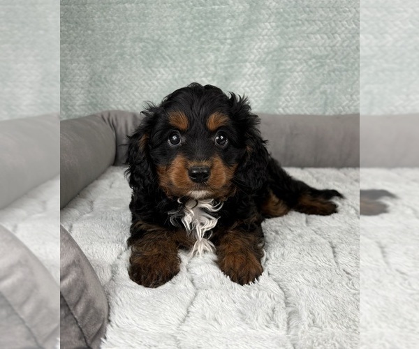 Medium Photo #2 Cavapoo Puppy For Sale in FRANKLIN, IN, USA
