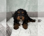 Small #1 Cavapoo