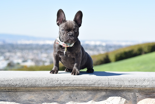 Medium Photo #3 French Bulldog Puppy For Sale in INGLEWOOD, CA, USA