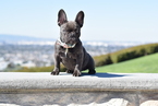 Small Photo #3 French Bulldog Puppy For Sale in INGLEWOOD, CA, USA