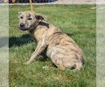 Small #1 American Staffordshire Terrier-Mastiff Mix