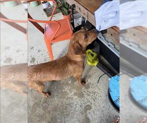 Rhodesian Ridgeback-Unknown Mix Dogs for adoption in Conroe, TX, USA