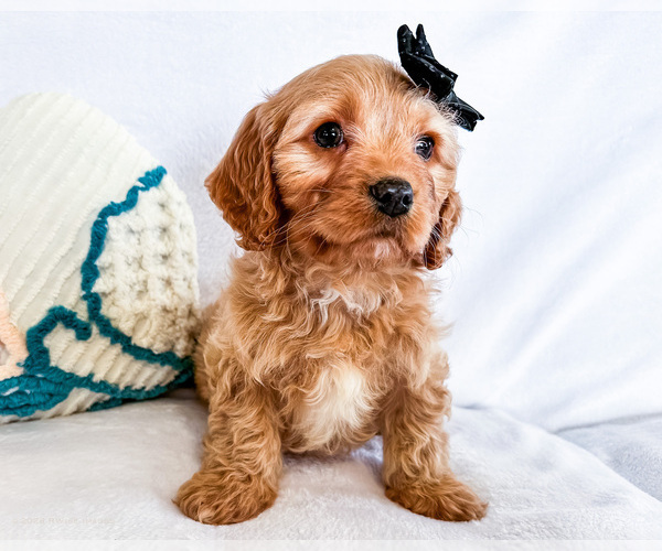 Medium Photo #3 Cavapoo (Miniature) Puppy For Sale in WAKARUSA, IN, USA