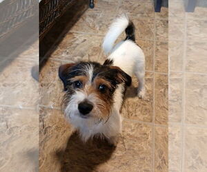 Medium Dachshund Mix