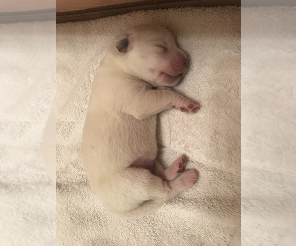 Medium Photo #13 Labrador Retriever Puppy For Sale in ESCONDIDO, CA, USA