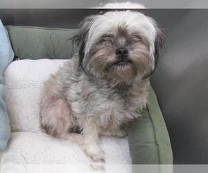 Mal-Shi Dogs for adoption in Orange, CA, USA
