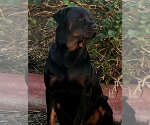 Medium Photo #4 Rottweiler Puppy For Sale in SUN CITY, AZ, USA