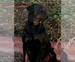 Small #3 Rottweiler