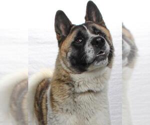 Akita Dogs for adoption in Burbank, CA, USA