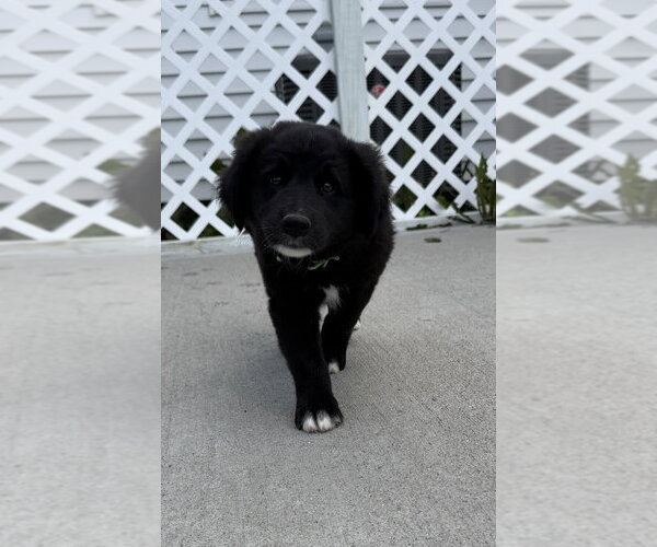 Medium Photo #3 Labrador Retriever-Unknown Mix Puppy For Sale in Aurora, IN, USA