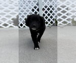 Small #2 Labrador Retriever Mix