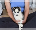 Small #3 Pomsky