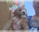 Puppy Puppy 4 Goldendoodle