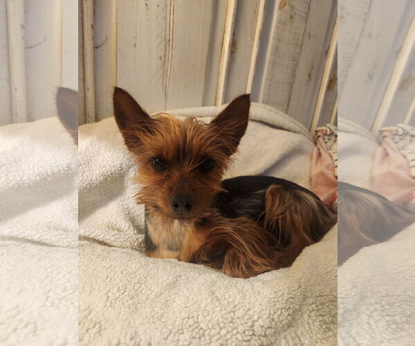 Medium Photo #4 Mutt Puppy For Sale in Bon Carbo, CO, USA