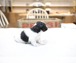 Small Photo #2 Bernedoodle-Poodle (Miniature) Mix Puppy For Sale in GOSHEN, IN, USA