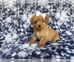 Small #7 Cockapoo (Miniature)