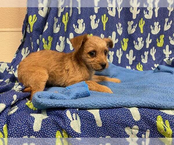 Medium Photo #1 Chihuahua-Unknown Mix Puppy For Sale in Modesto, CA, USA