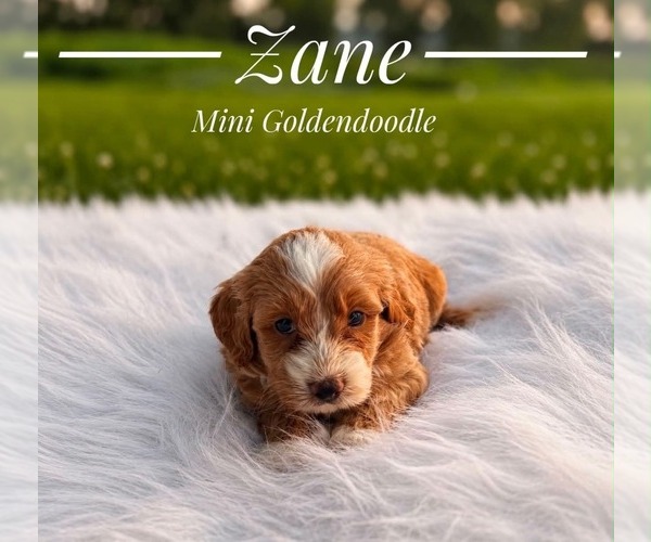 Medium Photo #8 Goldendoodle (Miniature) Puppy For Sale in LANSING, IL, USA