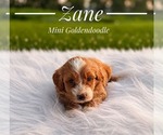 Small #7 Goldendoodle (Miniature)