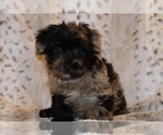 Small Yorkiepoo mix (+ Poodle Toy)