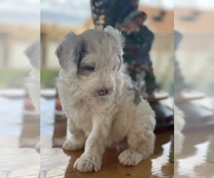 Sheepadoodle Puppy for sale in GOLDSBORO, NC, USA
