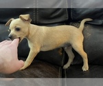 Small Photo #7 Chihuahua-Chiweenie Mix Puppy For Sale in CLOVER, SC, USA