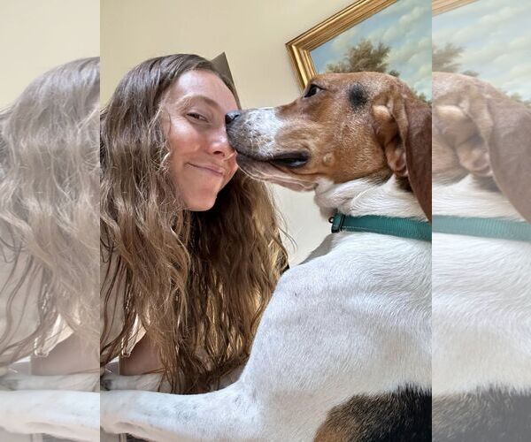 Medium Photo #5 Mutt Puppy For Sale in Woodbury, NY, USA