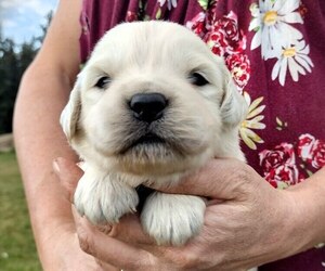English Cream Golden Retriever Puppy for sale in BELLINGHAM, WA, USA