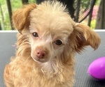 Puppy Puppy 1  Ariel Poodle (Toy)-Yorkshire Terrier Mix
